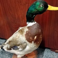 Taxidermy Mallard Duck