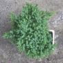 Bonsai Juniperus Image 2
