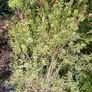Instant Screen! 7ft bushy plants Image 2