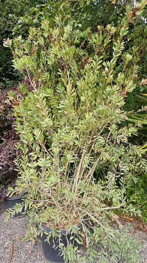 Instant Screen! 7ft bushy plants