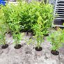 Griselinia Hedging Image 6