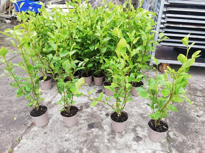 Griselinia Hedging