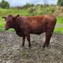 Pedigree Shorthorn Heifers Image 3