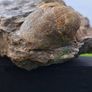 old fossil Image 3