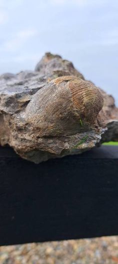 old fossil