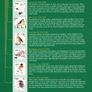 2002-3 Ireland Birds of Ireland Stamp Presentation Pack. Includes all definitive stamps of the Euro Definitive set including 36c wren (only available in booklet) Image 3