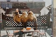 Wilco CD - (The Album)