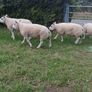 Beltex Hogget Ram Image 6
