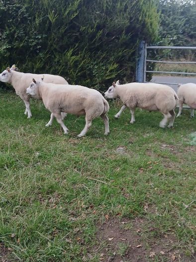 Beltex Hogget Ram