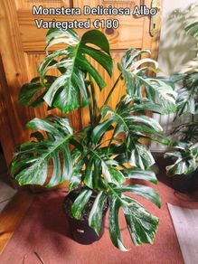 Houseplants