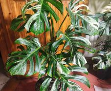 Houseplants
