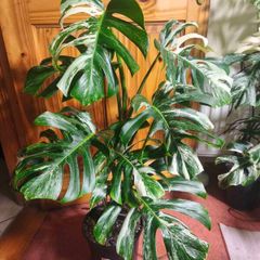Mature Monstera Deliciosa Albo Large Plant