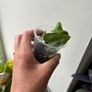Anthurium Ace of Spades X Luxurians Image 2