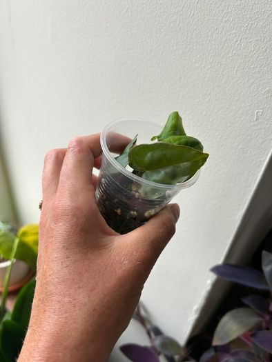 Anthurium Ace of Spades X Luxurians