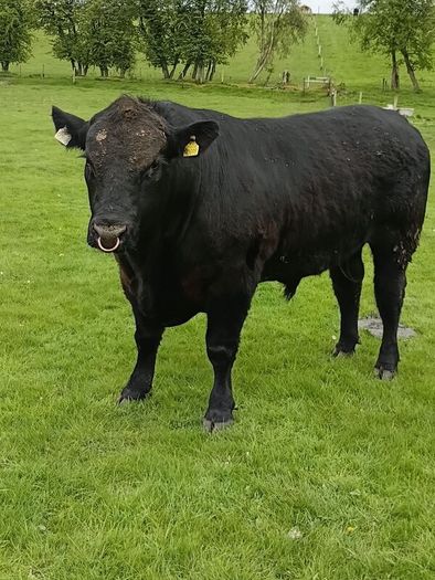 Angus bull
