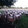 Tefrom Rams for Sale, New Zealand Maternal Sheep Image 8