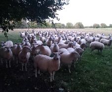 Tefrom Rams for Sale, New Zealand Maternal Sheep