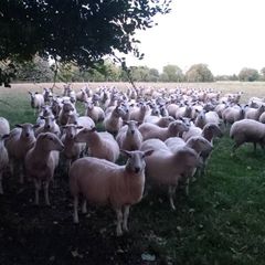 Tefrom Rams for Sale, New Zealand Maternal Sheep