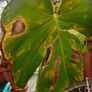 Areca Palm Image 3