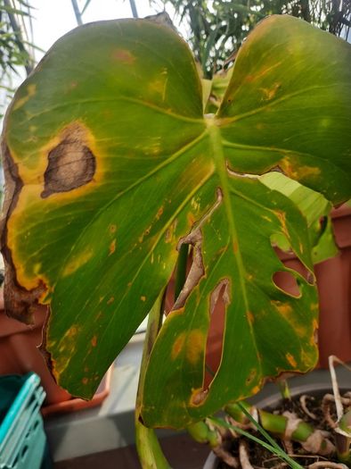 Areca Palm