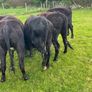 Yearling Heifers Aa & Hd Image 5