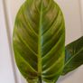 No.3 Philodendron Subhastatum Variegated Image 5