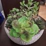 Artificial Plant/Mini Garden of Succulents of Different Varieties & Sizes Image 8