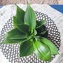 Sansevieria Hahnii with offsets in cute pot Image 3