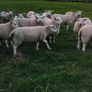 Sheep Image 10