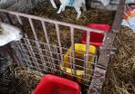 Foster lambs