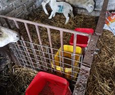 Foster lambs