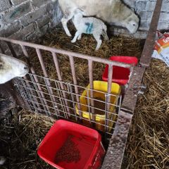 Foster lambs