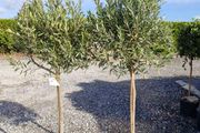 olive tree