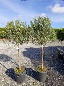 olive tree