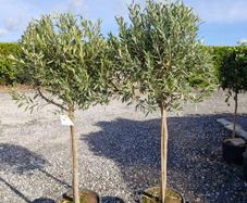 olive tree