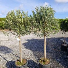 olive tree