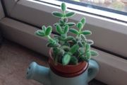 PICKLE PLANT (Delosperma echinatum)