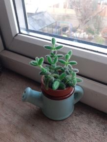 PICKLE PLANT (Delosperma echinatum)