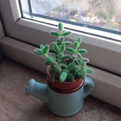PICKLE PLANT (Delosperma echinatum)