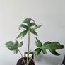 Alocasia Pink Passion Plant Image 4