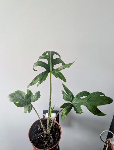 Alocasia Pink Passion Plant