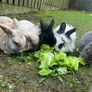rabbit Image 2