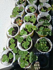 Strawberry plants x 6