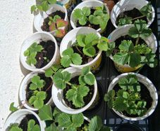 Strawberry plants x 6