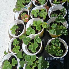 Strawberry plants x 6
