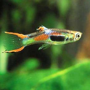 Endler Guppies