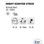 (S) Night Scented Stock Matthiola seeds 4g (882976) Image 2
