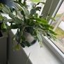 christmas cactus Image 2