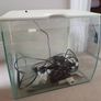 Fuval Fish tank 34 litre Image 5