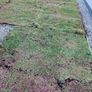 Sedum roll matts Image 2